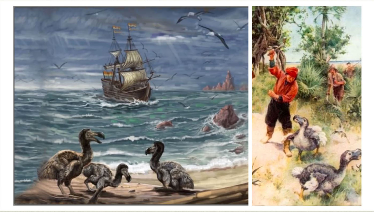 Dodo