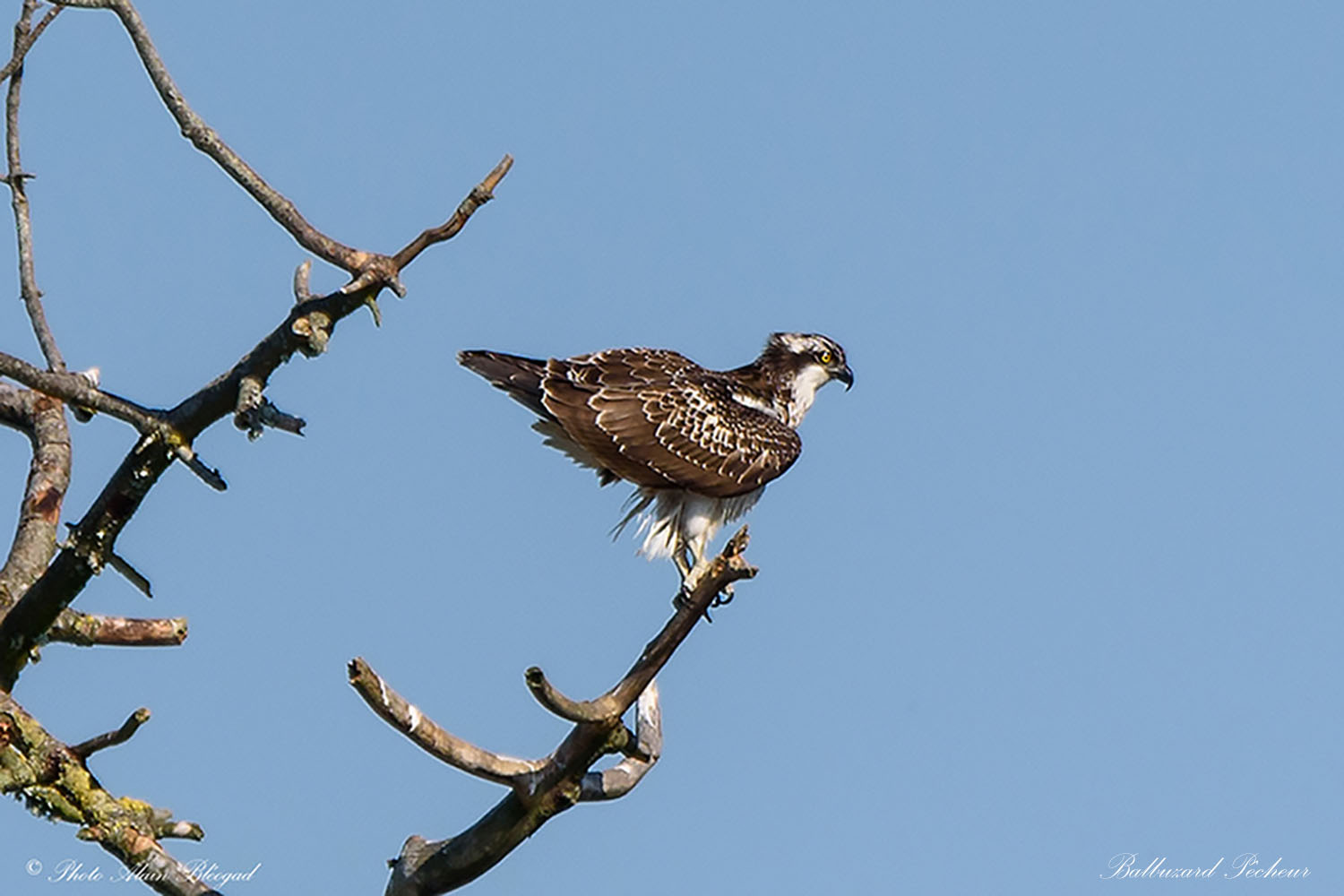 babouin DSC2054.2
