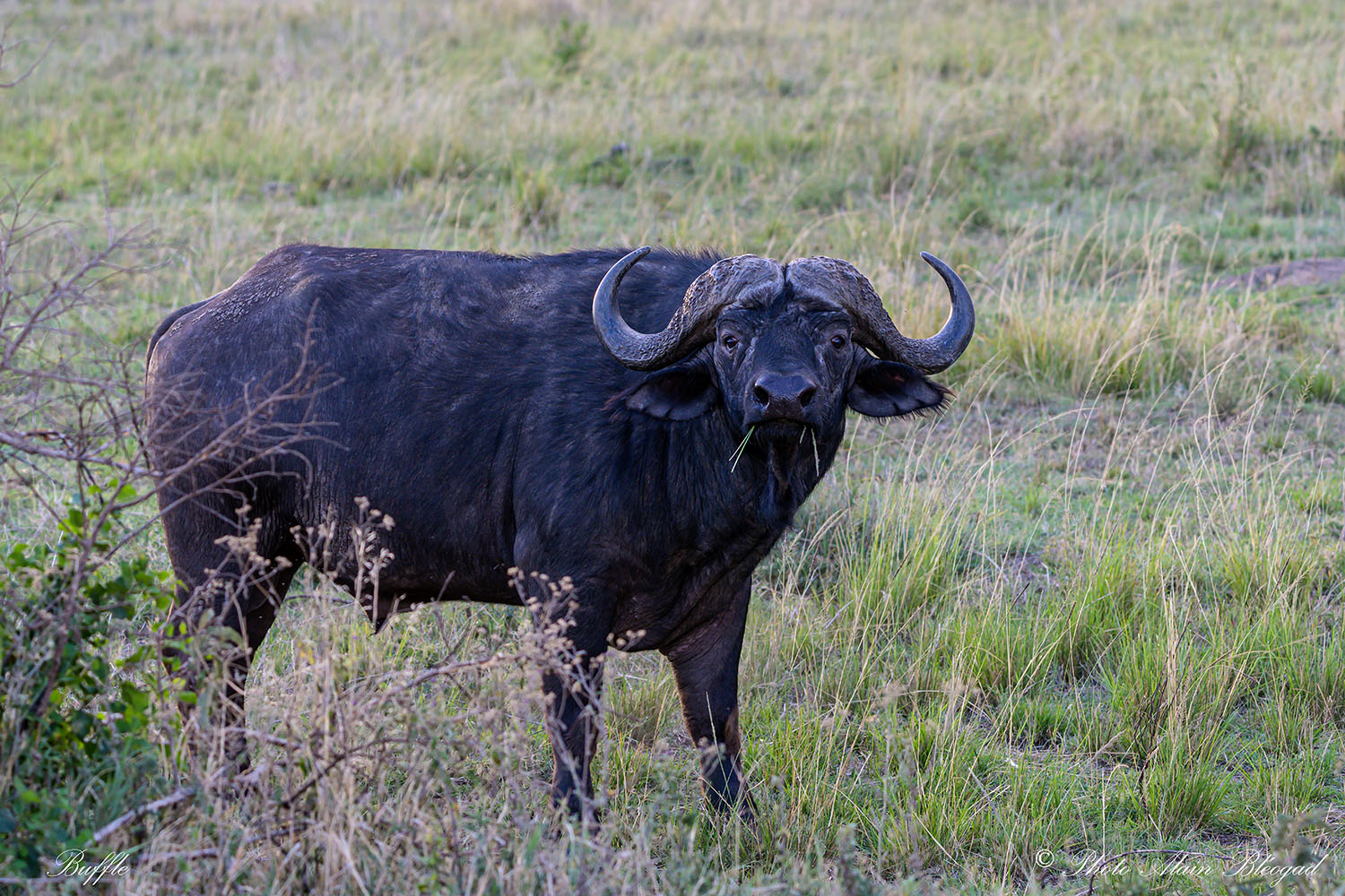 buffle DSC1822