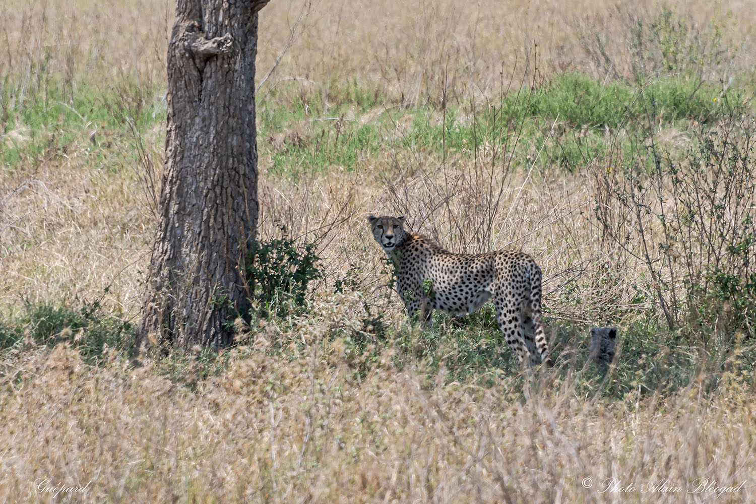 babouin DSC2054.2