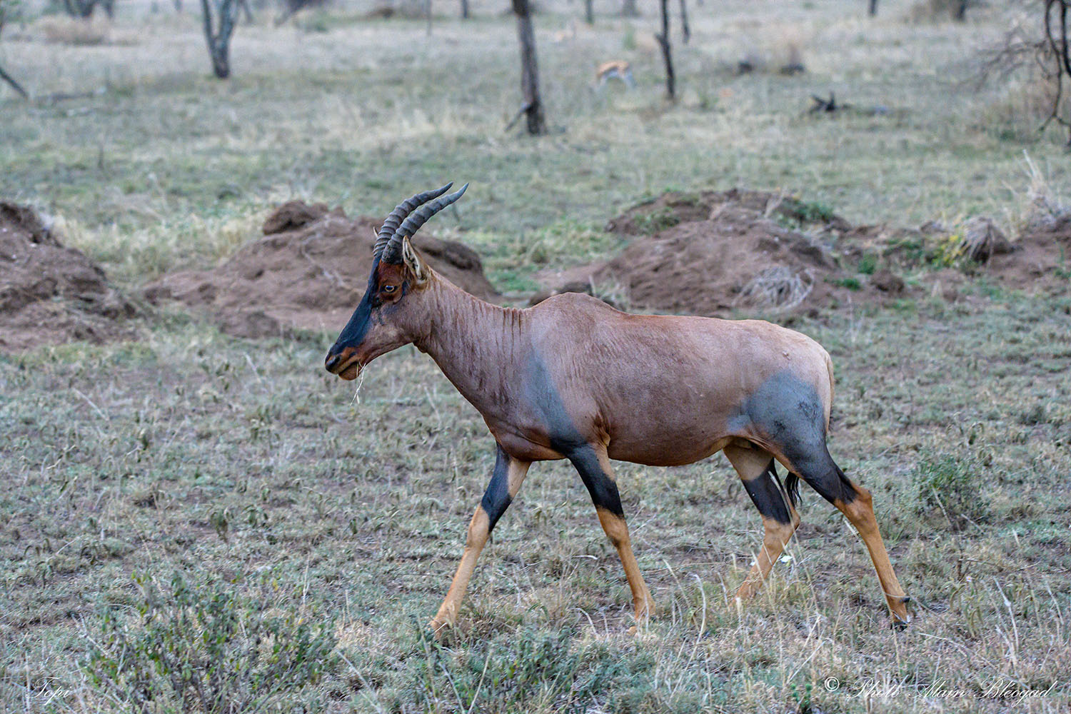 buffle DSC1822