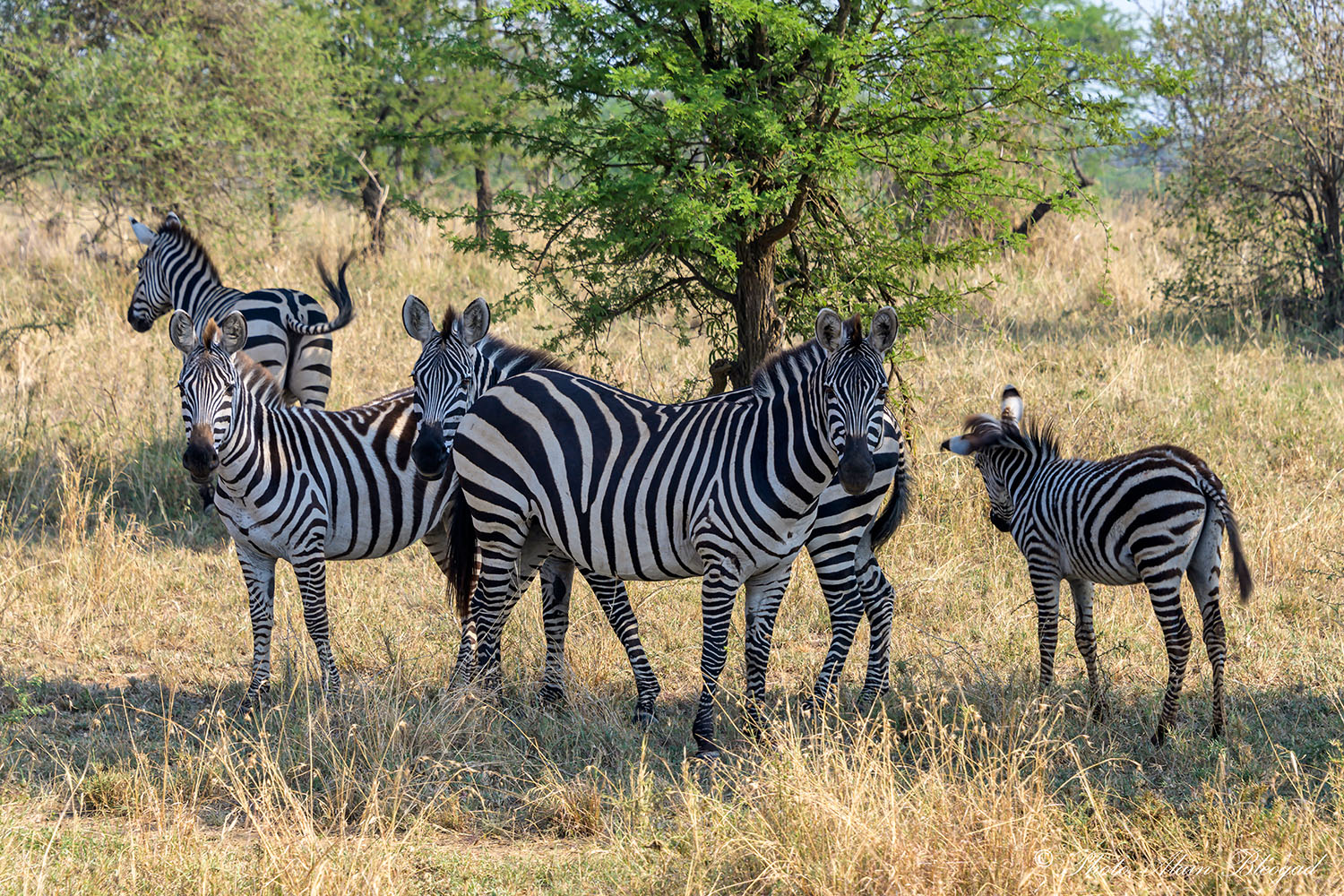 zebre DSC2339