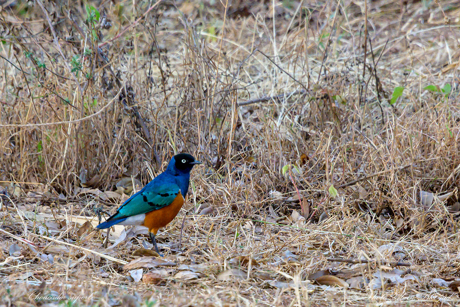 babouin DSC2054.2