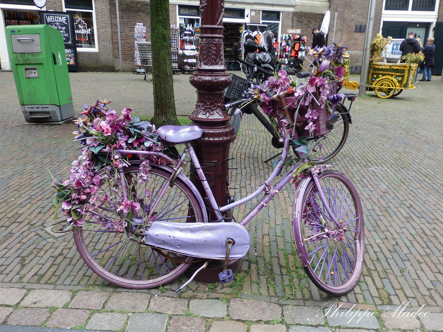 buffle DSC1822
